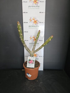 Plumeria rubra "Elsie"