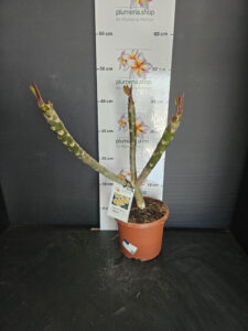 Plumeria rubra "Chablis"