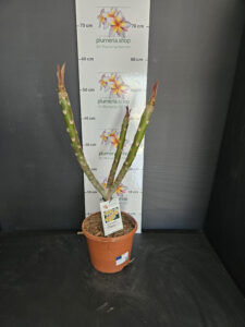 Plumeria rubra "Chablis"