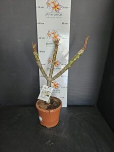 Plumeria rubra "Chablis"