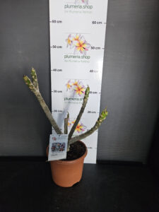 Plumeria rubra "Mojito"