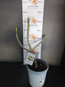 Plumeria rubra "Oro Verde"