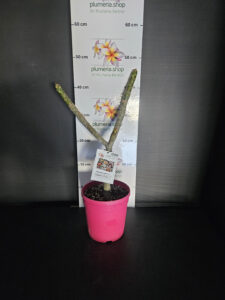 Plumeria rubra "Salmon Jack"