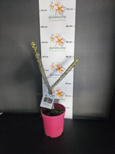 Plumeria rubra "Salmon Jack"