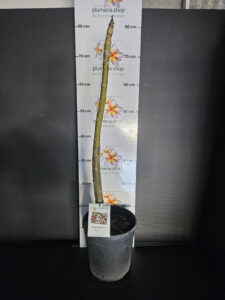 Plumeria rubra "Opus"