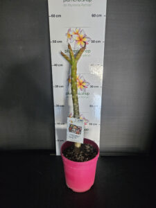 Plumeria rubra "Chompoo Puang Roi" aka "Dwarf Watermelon"