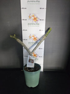 Plumeria rubra "Salmon Jack"