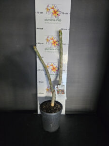 Plumeria rubra "CS3"