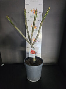 Plumeria rubra "Cardinal"