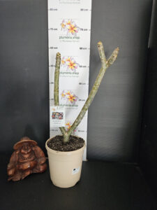 Plumeria rubra "Malika"