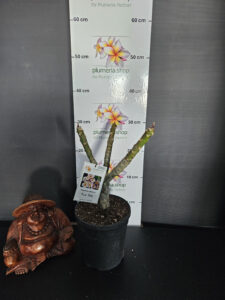 Plumeria rubra "Phuta Raksa"