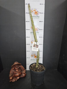 Plumeria rubra "Mardi Gras"