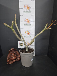 Plumeria rubra "Oro Verde"
