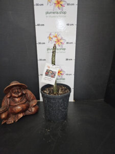 Plumeria rubra "Star Flash"