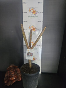 Plumeria rubra "R03"