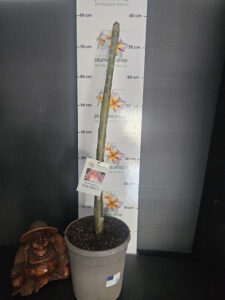 Plumeria rubra "Mardi Gras"