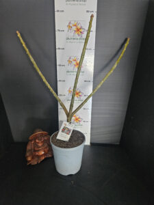 Plumeria rubra "Tomlinson"