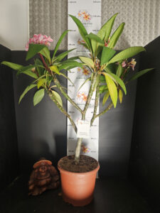 Plumeria rubra "Synchronicity" - 26cm Topf
