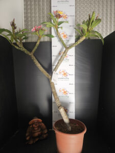 Plumeria rubra "Rhonda" - 26cm Topf