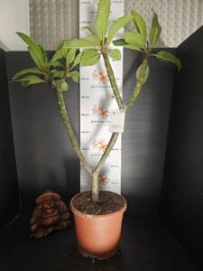 Plumeria rubra "Elsie" - 26cm Topf