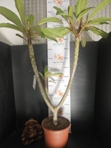 Plumeria rubra "Gina" - 26cm Topf