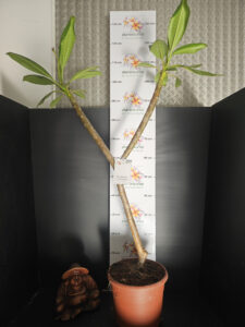Plumeria rubra "Captivate" - 26cm Topf