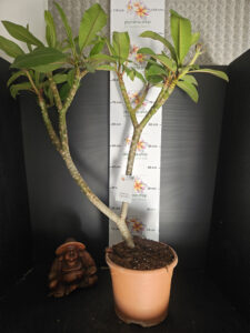 Plumeria rubra "Captivate" - 26cm Topf