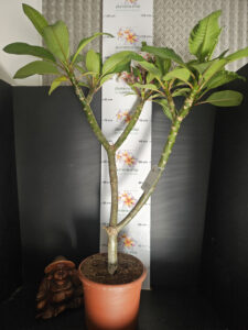 Plumeria rubra "Elsie" - 26cm Topf