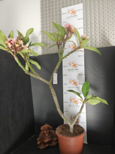 Plumeria rubra "JJ Potpourri" - 26cm Topf