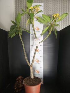 Plumeria rubra "Inca Gold" - 26cm Topf