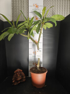 Plumeria rubra "R03" - im 26cm Topf