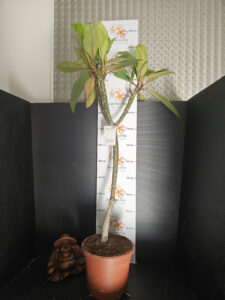 Plumeria rubra "Queen Amber" - im 26cm Topf