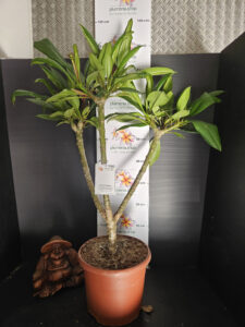 Plumeria rubra "Synchronicity" - 26cm Topf