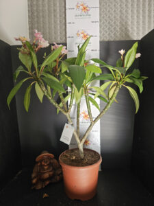 Plumeria rubra "Synchronicity" - 26cm Topf