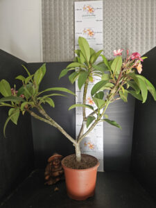 Plumeria rubra "Epic" - 26cm Topf