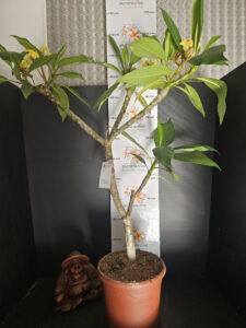 Plumeria rubra "Inca Gold" - 26cm Topf