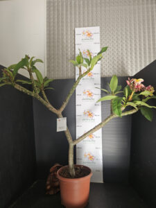 Plumeria rubra "Rhonda" - 26cm Topf