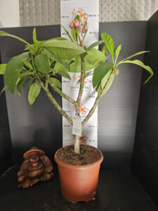 Plumeria rubra "Epic" - 26cm Topf