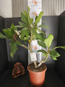 Plumeria rubra "Halo" - 26cm Topf