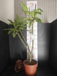 Plumeria rubra "Chablis" - 26cm Topf