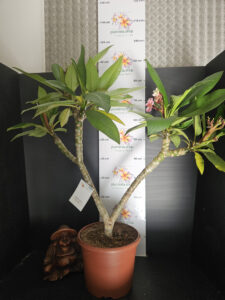 Plumeria rubra "Divine" - 26cm Topf