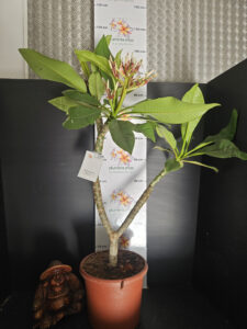 Plumeria rubra "Halo" - 26cm Topf