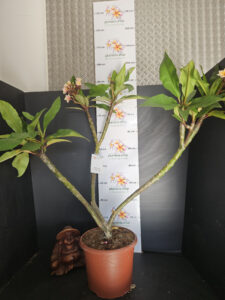 Plumeria rubra "JJ Potpourri" - 26cm Topf