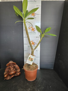 Plumeria rubra "Gam Mam"