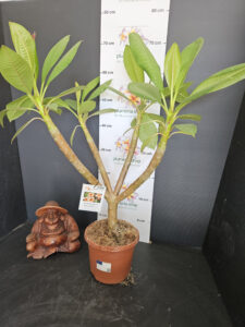 Plumeria rubra "Gam Mam"