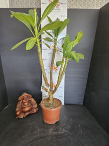 Plumeria rubra "Gam Mam"