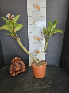 Plumeria rubra "Boutique"