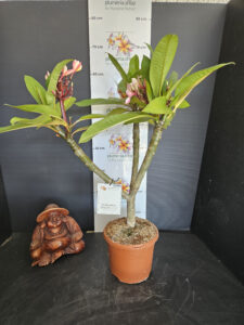 Plumeria rubra "Mojito"