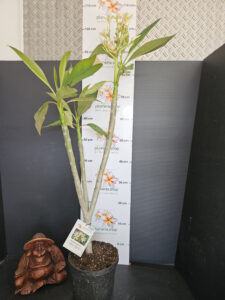 Plumeria rubra "Star White"