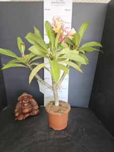 Plumeria rubra "Mojito"
